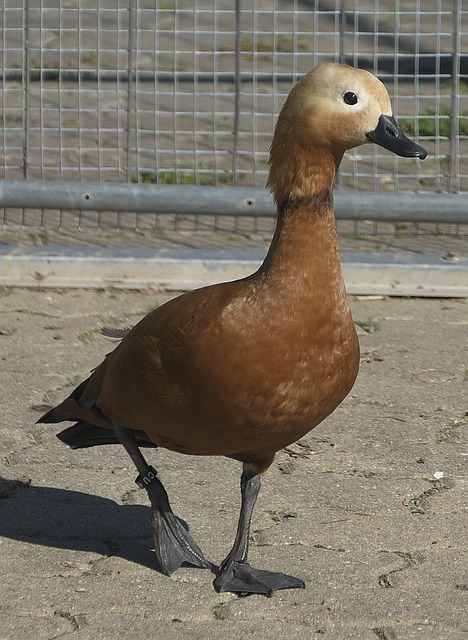 上视野
